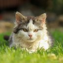 KITTEN THEME  screen for extension Chrome web store in OffiDocs Chromium