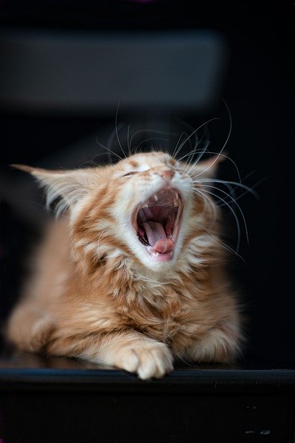 Descărcare gratuită kitten yawn red maine coon kitten poza gratuită pentru a fi editată cu editorul de imagini online gratuit GIMP