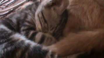 Unduh gratis Kitties foto atau gambar gratis untuk diedit dengan editor gambar online GIMP