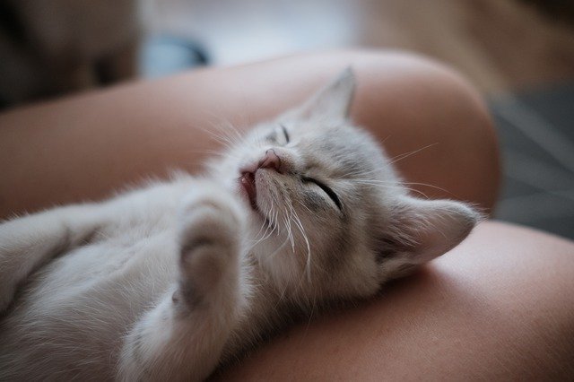 Free download kitty burmilla cats grey cute free picture to be edited with GIMP free online image editor