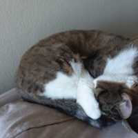 Free download Kitty Dreams free photo or picture to be edited with GIMP online image editor