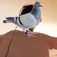 Free download kiwi burd (semi face reveal) free photo or picture to be edited with GIMP online image editor