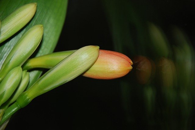 ດາວ​ໂຫຼດ​ຟຣີ Klivie Clivia Belt Sheet - ຮູບ​ພາບ​ຟຣີ​ຫຼື​ຮູບ​ພາບ​ທີ່​ຈະ​ໄດ້​ຮັບ​ການ​ແກ້​ໄຂ​ກັບ GIMP ອອນ​ໄລ​ນ​໌​ບັນ​ນາ​ທິ​ການ​ຮູບ​ພາບ