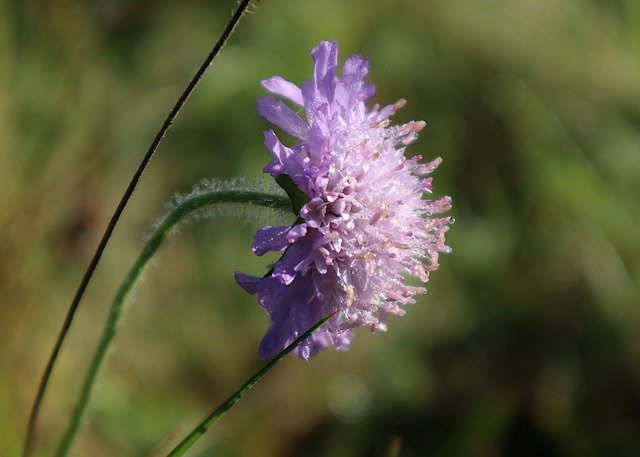 Free download knautia arvensis dew meadow free picture to be edited with GIMP free online image editor