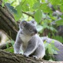 Écran Koala pour extension Chrome web store dans OffiDocs Chromium