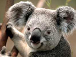 Free download Koala free photo or picture to be edited with GIMP online image editor