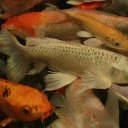 Koi Fish  screen for extension Chrome web store in OffiDocs Chromium