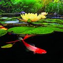 Koi fish and water lily wallpaper  screen for extension Chrome web store in OffiDocs Chromium