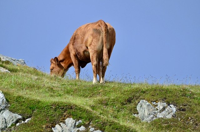 Libreng download ko iona cow cattle bovine grass libreng larawan na ie-edit gamit ang GIMP na libreng online na editor ng imahe