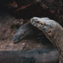 Komodo Dragon  screen for extension Chrome web store in OffiDocs Chromium
