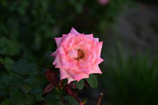 ดาวน์โหลดรูปภาพดอกไม้ฤดูร้อนของเกาหลีฟรีเพื่อแก้ไขด้วย GIMP โปรแกรมแก้ไขรูปภาพออนไลน์ฟรี