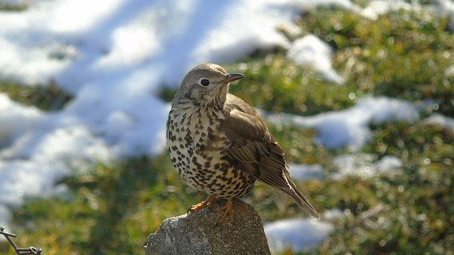 Gratis download kos vogel natuur lente gratis foto om te bewerken met GIMP gratis online afbeeldingseditor