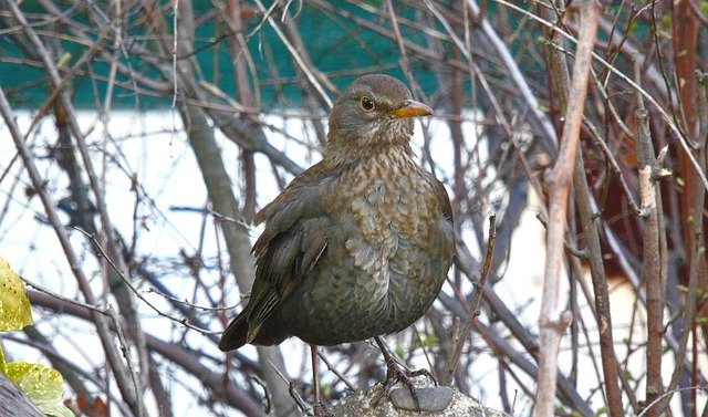 Téléchargement gratuit de l'image gratuite de kos oiseau hiver bois nature neige à modifier avec l'éditeur d'images en ligne gratuit GIMP