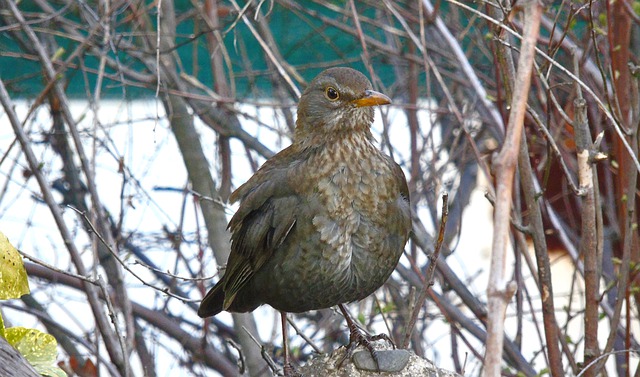 Free download kos bird winter wood nature snow free picture to be edited with GIMP free online image editor