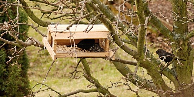 Free download kos garden feeder apple tree free picture to be edited with GIMP free online image editor