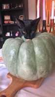 Free download Kreacher with Green Pumpkin free photo or picture to be edited with GIMP online image editor