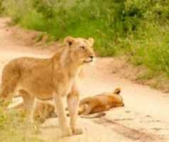 Free download Kruger National Park Map free photo or picture to be edited with GIMP online image editor