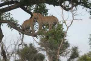 Free download Kruger National Park Safari free photo or picture to be edited with GIMP online image editor