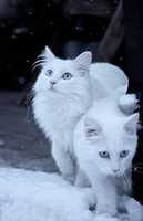 Free download Kucing Anggora 2 free photo or picture to be edited with GIMP online image editor