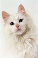 Free download Kucing Anggora free photo or picture to be edited with GIMP online image editor