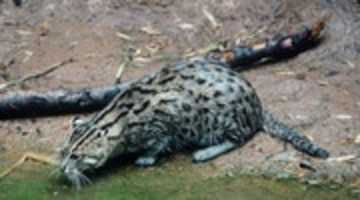 Free download Kucing Bakau Atau Fishing Cat free photo or picture to be edited with GIMP online image editor