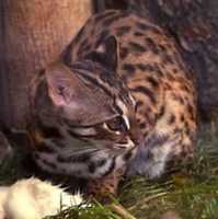 Muat turun percuma Kucing Hutan Di Jawa Disebut Juga Meong Congkok foto atau gambar percuma untuk diedit dengan editor imej dalam talian GIMP