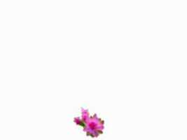 Free download Kuran Kerim free photo or picture to be edited with GIMP online image editor