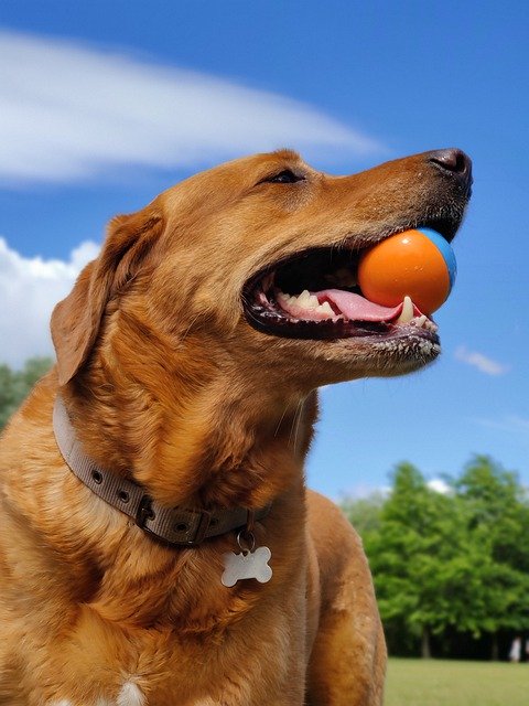 ดาวน์โหลดฟรี labrador ball dog pet animal free picture เพื่อแก้ไขด้วย GIMP โปรแกรมแก้ไขรูปภาพออนไลน์ฟรี