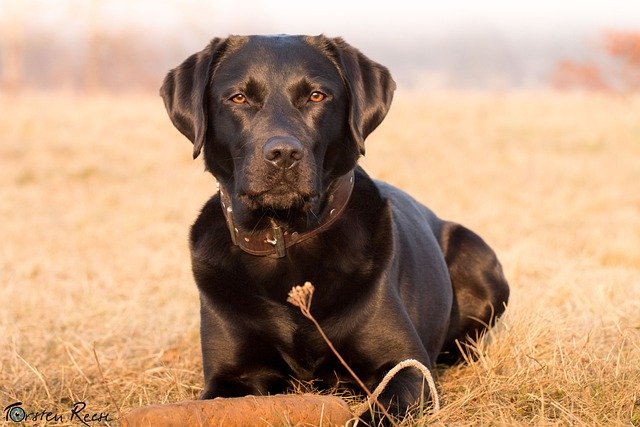 Kostenloser Download von Labrador-Hunden, Haustieren, Hunden, Tieren, kostenlosen Bildern, die mit dem kostenlosen Online-Bildeditor GIMP bearbeitet werden können