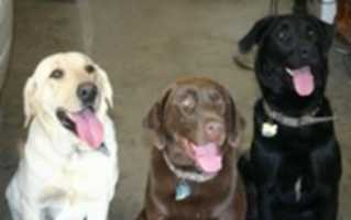 Free download Labrador Retrievers Jake Hamlet Othello Yellow Black Chocolate free photo or picture to be edited with GIMP online image editor