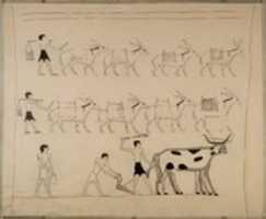 Laden Sie Laden Donkeys and Men Plowing, Tomb of Djari kostenlos herunter