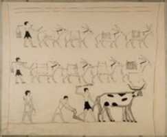 무료 다운로드 Laden Donkeys and Men Plowing, Tomb of Djari 무료 사진 또는 GIMP 온라인 이미지 편집기로 편집할 사진