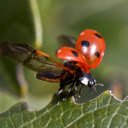 Ladybug  screen for extension Chrome web store in OffiDocs Chromium