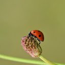 Ladybug and flowers  screen for extension Chrome web store in OffiDocs Chromium