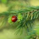 Ladybug and the long green leaf  screen for extension Chrome web store in OffiDocs Chromium