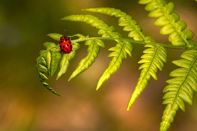 Download gratuito Ladybug Insect Beetle: foto o immagine gratuita da modificare con l'editor di immagini online GIMP