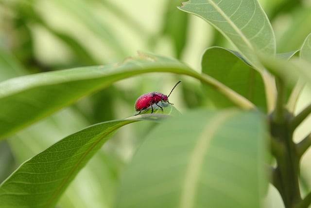 Descargue gratis la imagen gratuita de la hoja de la naturaleza del insecto del escarabajo de la mariquita para editar con el editor de imágenes en línea gratuito GIMP