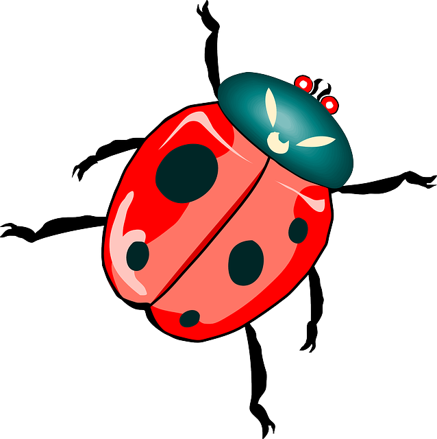 Free download Ladybug Ladybird Insect - Free vector graphic on Pixabay free illustration to be edited with GIMP free online image editor