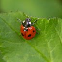 Ladybug on Green Leaf  screen for extension Chrome web store in OffiDocs Chromium