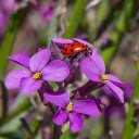Ladybug on purple flower  screen for extension Chrome web store in OffiDocs Chromium