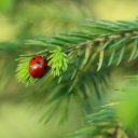 LADYBUG Theme  screen for extension Chrome web store in OffiDocs Chromium