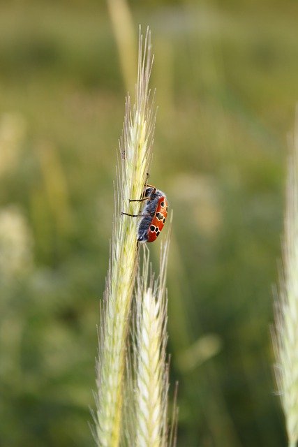 Free download ladybug wheat mountains nature free picture to be edited with GIMP free online image editor