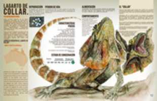 Free download Lagarto De Collar free photo or picture to be edited with GIMP online image editor