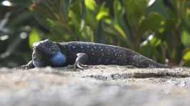 Free download Lagarto Tizón Gallotia Galloti -  free video to be edited with OpenShot online video editor