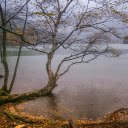 lake and shadowy trees  screen for extension Chrome web store in OffiDocs Chromium