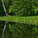 Lakeside trees  screen for extension Chrome web store in OffiDocs Chromium