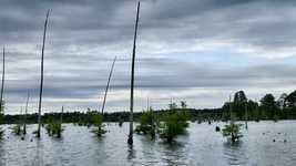 സൗജന്യ ഡൗൺലോഡ് Lake Swamp Nature - സൗജന്യ ഫോട്ടോയോ ചിത്രമോ GIMP ഓൺലൈൻ ഇമേജ് എഡിറ്റർ ഉപയോഗിച്ച് എഡിറ്റ് ചെയ്യാം