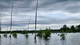 Téléchargement gratuit de Lake Swamp Nature - photo ou image gratuite à éditer avec l'éditeur d'images en ligne GIMP