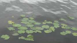 Free download Lake Water Lilies -  free video to be edited with OpenShot online video editor