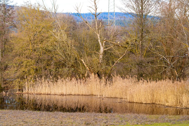 Free download lake water reeds nature forest free picture to be edited with GIMP free online image editor